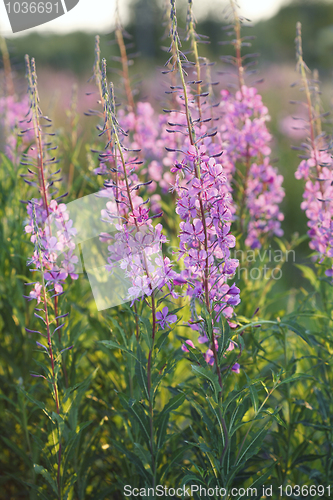 Image of Fireweed