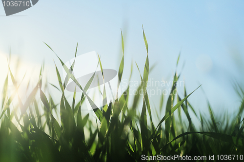 Image of Grassy
