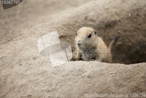 Image of Prairie-Dog