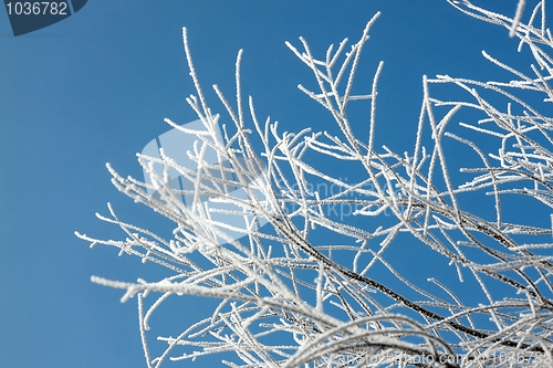 Image of Winter tree