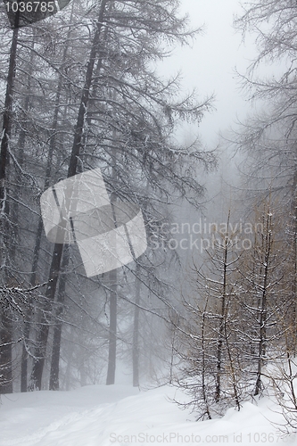 Image of Winter forest