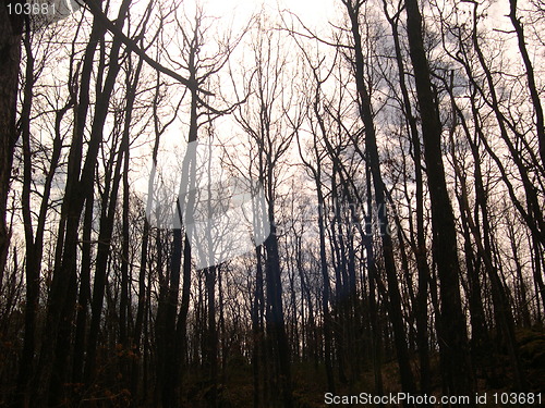 Image of Scary forest