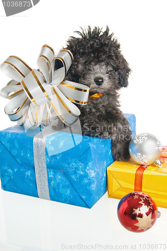 Image of The small puppy of a poodle with New Year's gifts