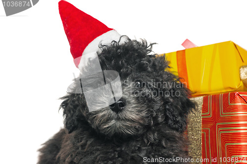 Image of The small puppy of a poodle with New Year's gifts