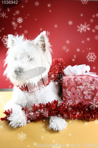 Image of White puppy
