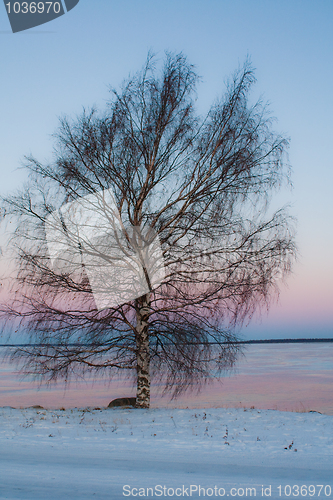 Image of Lonely tree