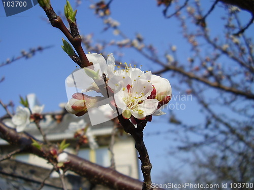 Image of apricot bloom