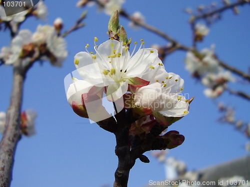 Image of apricot bloom 3