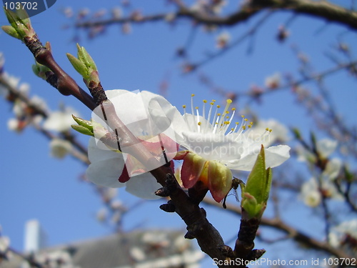 Image of apricot bloom 4
