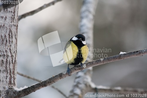 Image of Great tit