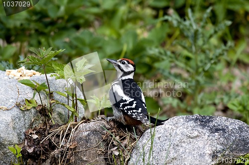 Image of Woodpecker