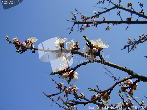 Image of apricot bloom 5