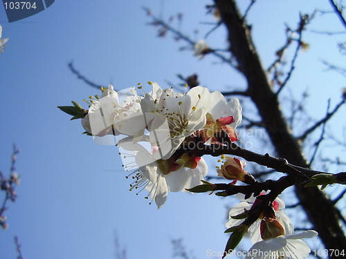 Image of apricot blooms 6