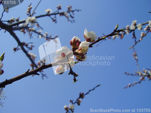 Image of apricot bloom 2
