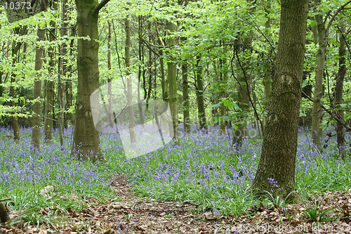 Image of A beautiful bluebell wood in springtime