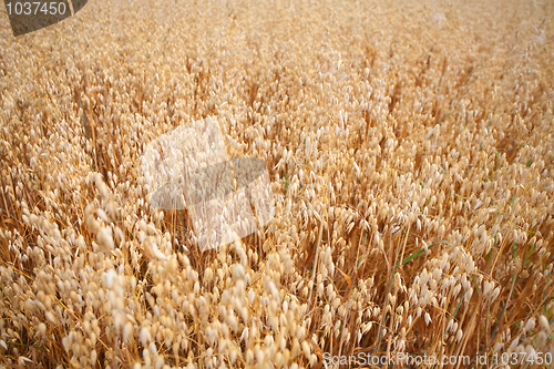 Image of oats