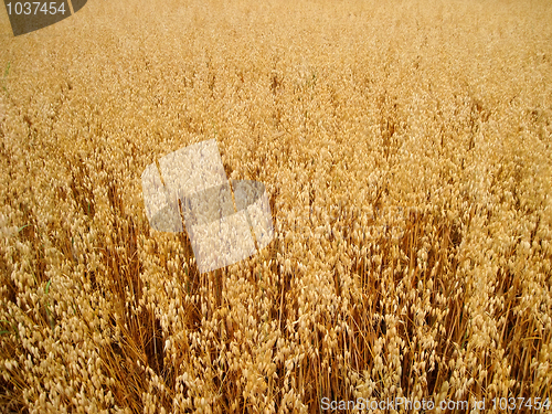 Image of oats field