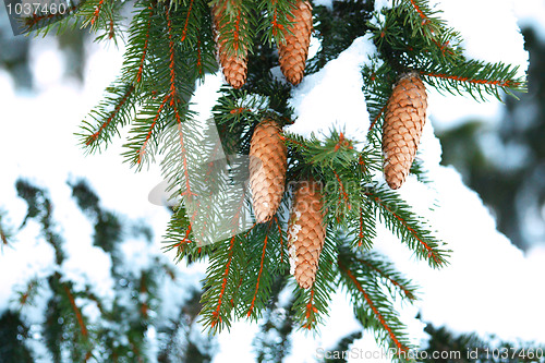 Image of Pine with Cones