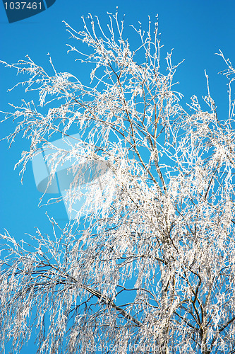 Image of Winter tree