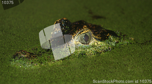 Image of A cayman lurks in the murky water