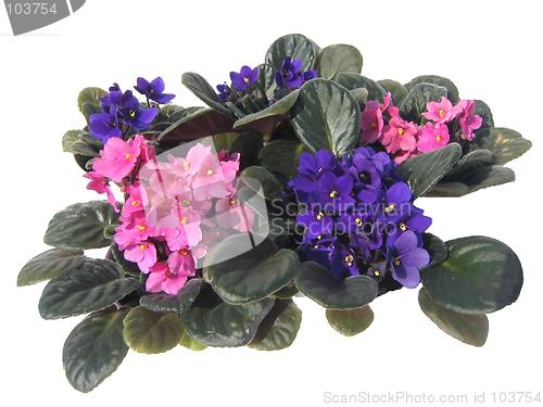 Image of African violets