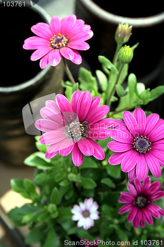 Image of Pink flowers