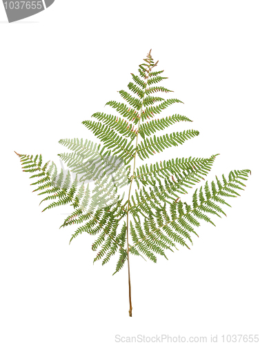 Image of Fern leaf 