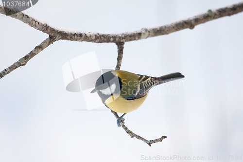 Image of Great tit