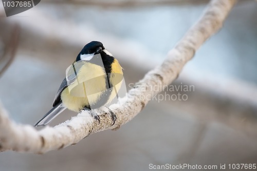 Image of Great tit