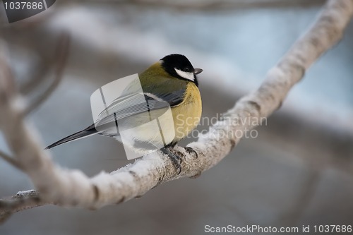 Image of Great tit