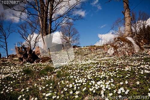 Image of wood anemones