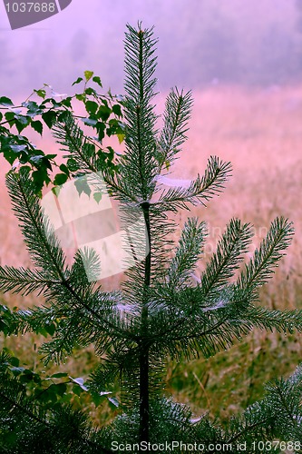 Image of Pine tree