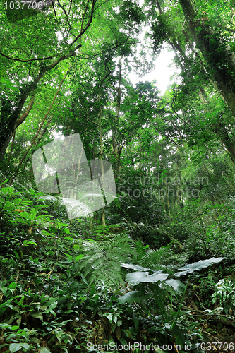 Image of jungle