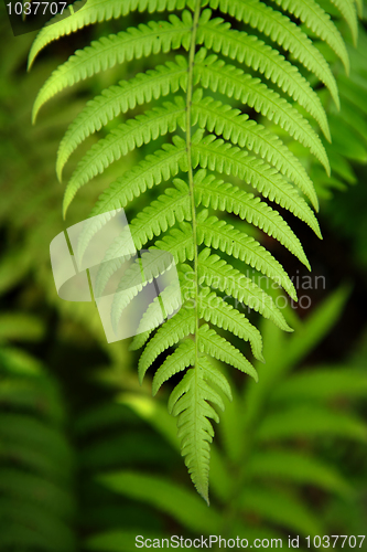 Image of Fresh green leaf