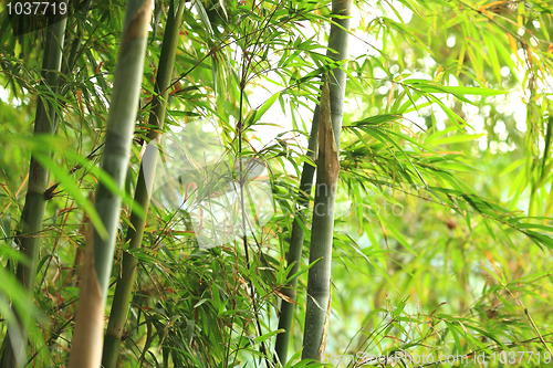 Image of bamboo