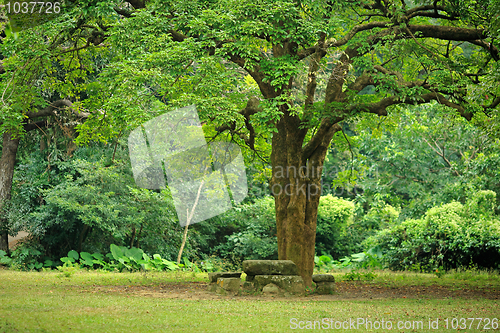 Image of rest place under big tree