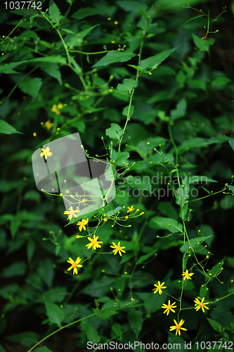 Image of yellow flower