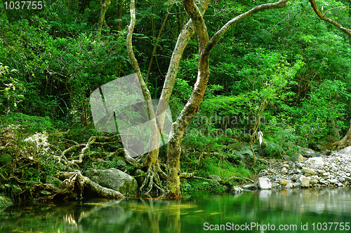 Image of water pool in forest
