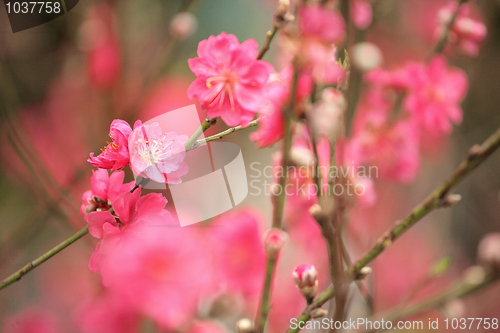 Image of cherry blossoms for chinese new year