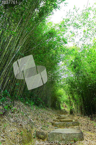 Image of bamboo forest with path