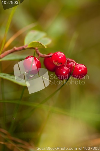 Image of Lingonberries