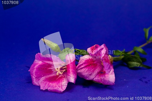Image of flowers