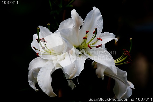 Image of white lily