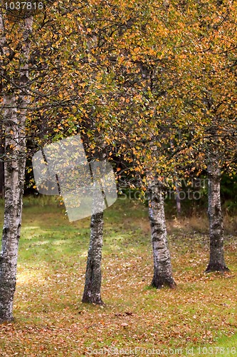 Image of birchtrees