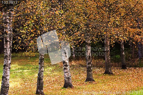 Image of Birchtrees