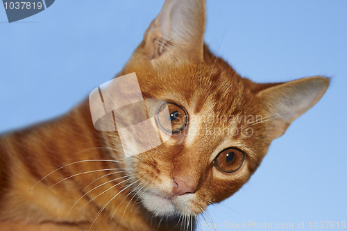 Image of Red tabby