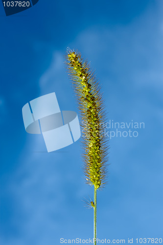Image of Foxtail green inflorescence closeup