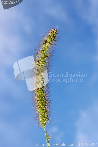 Image of Bristlegrass inflorescence macro