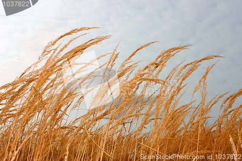 Image of Dry cereal weeds 
