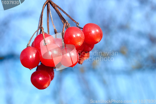 Image of Red viburnum berries